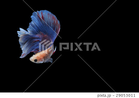 Siamese fighting fish 29053011