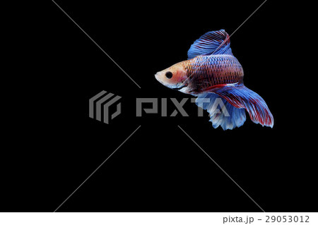 Siamese fighting fish 29053012