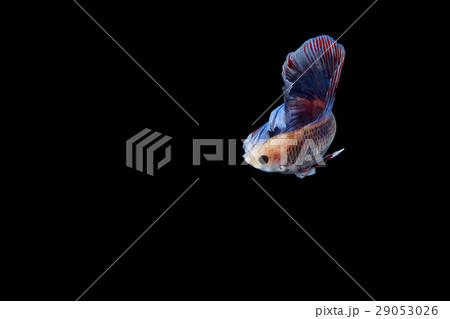 Siamese fighting fish 29053026