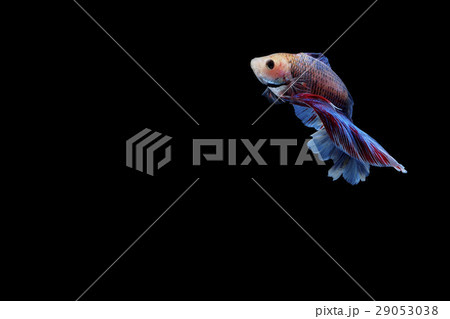 Siamese fighting fish 29053038