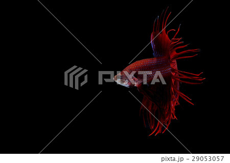 Siamese fighting fish 29053057