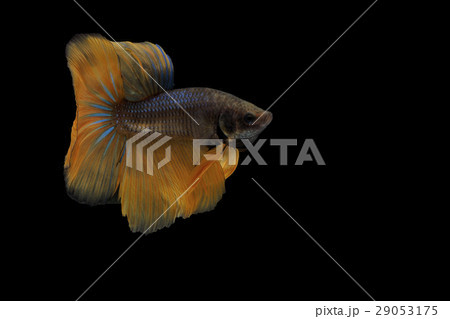 Siamese fighting fish 29053175