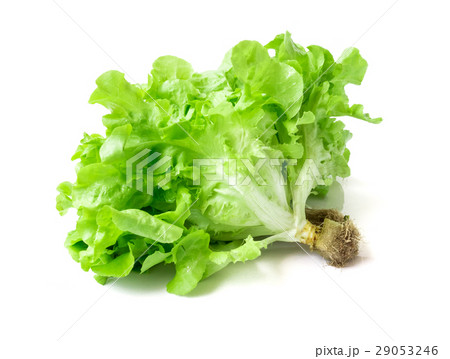 Fresh green lettuce salad on white background 29053246