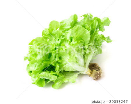 Fresh green lettuce salad vegetable on white Fresh green lettuce salad vegetable on white 29053247