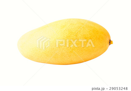 Fresh mango fruit on white background Fresh mango fruit on white background 29053248