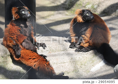 アカエリマキキツネザル 2匹 アカエリマキキツネザル 2匹 29054095