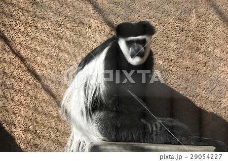 アビシニアコロブス 29054227