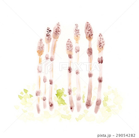 すくすく土筆 29054282