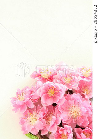 桃の花 縦 部分 の写真素材
