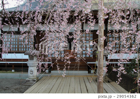 桜の暖簾 桜の暖簾 29054362