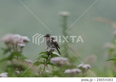 花の上のノビタキ幼鳥 花の上のノビタキ幼鳥 29054363