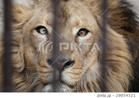 インドライオン 29054521