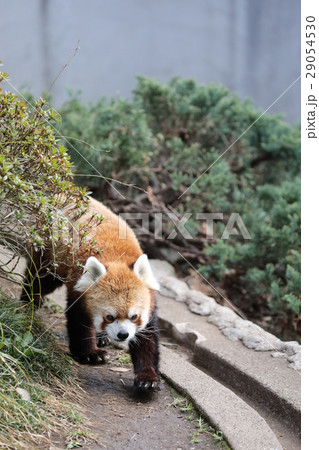 レッサーパンダ　歩行 29054530
