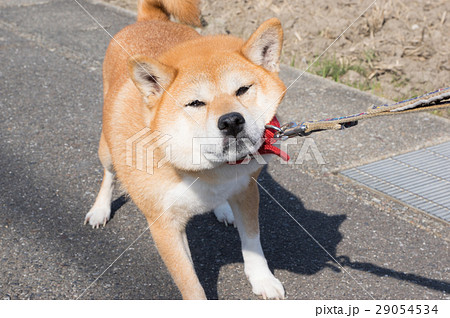 柴犬 移動拒否 柴犬 移動拒否 29054534