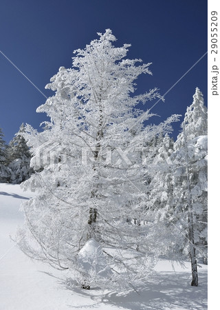 坪庭散策路の樹氷・坪庭自然園(長野県) 坪庭散策路の樹氷・坪庭自然園(長野県) 29055209