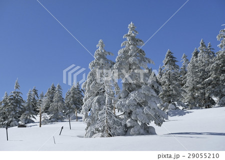 坪庭散策路の樹氷・坪庭自然園(長野県) 坪庭散策路の樹氷・坪庭自然園(長野県) 29055210
