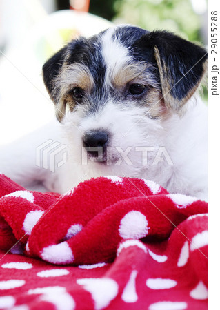 Parson Russell Terrier puppy 29055288