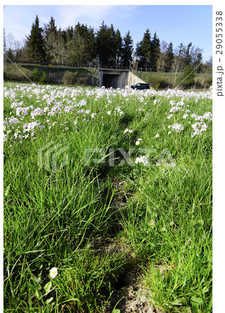 mouseholes in the grass mouseholes in the grass 29055338