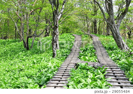 丹沢大室山 【山梨県＆神奈川県】 山頂付近の木道とコバイケイソウ 29055484