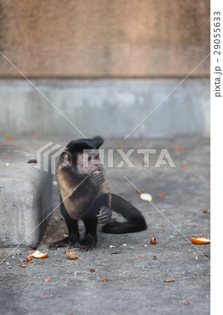 フサオマキザル 食事中 フサオマキザル 食事中 29055633