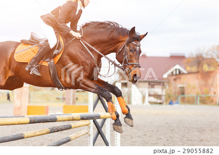 Horse with rider girl on show jumping competition Horse with rider girl on show jumping competition 29055882