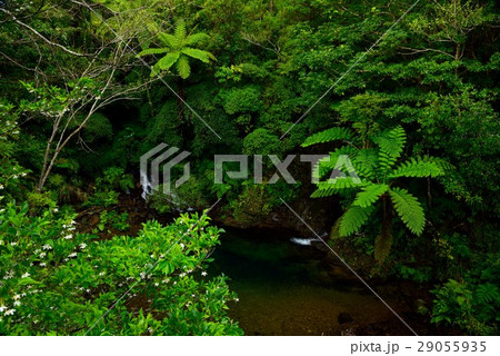 奄美の森02 奄美の森02 29055935