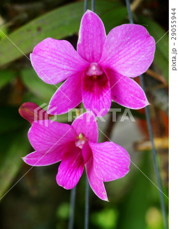 colorful soft pink orchids on hanging ceramic pot colorful soft pink orchids on hanging ceramic pot 29055944