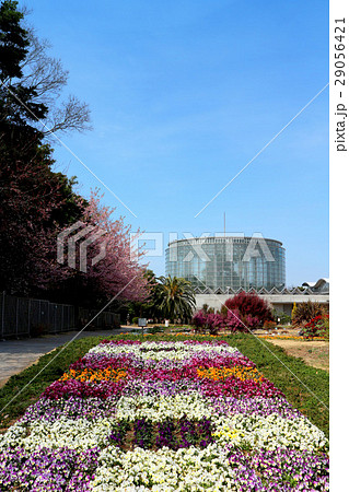 ビオラ花壇 稲毛海浜公園 三陽メディアフラワーミュージアム 旧千葉市花の美術館 3月 千葉県千葉市の写真素材