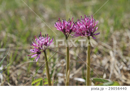 ショウジョウバカマ 29056440