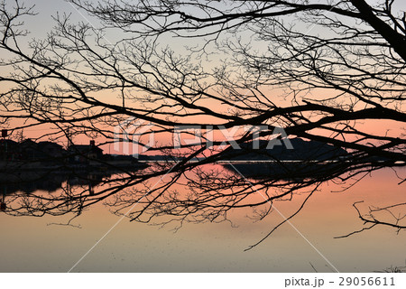 凪の松見ヶ浦をバックにナンジャモンジャの木のシルエット 29056611