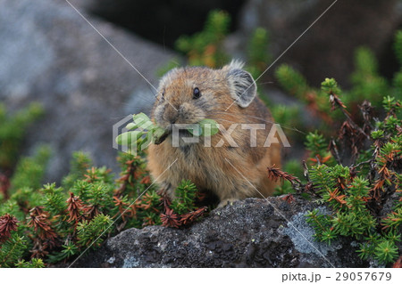 貯食に大忙しのナキウサギの写真素材