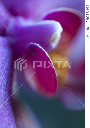 butterfly orchid flower fragment 29058441
