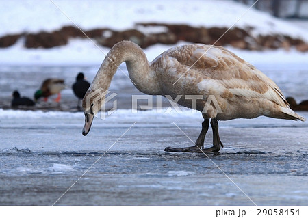 Swan teenager on ice Swan teenager on ice 29058454