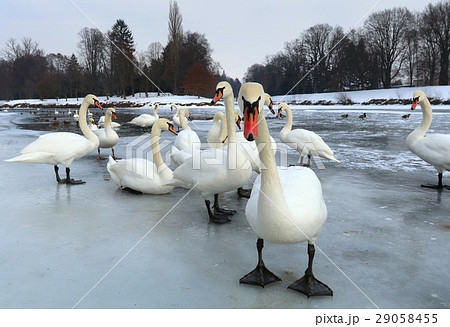 Group of swans on ice Group of swans on ice 29058455