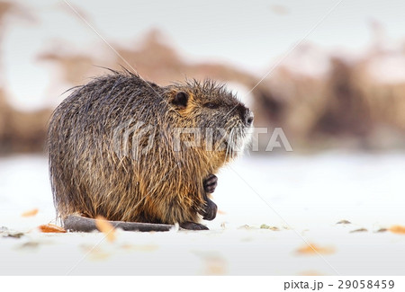 Nice coypu Myocastor coypus Nice coypu Myocastor coypus 29058459