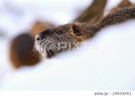 Winter coypu portrait Winter coypu portrait 29058461