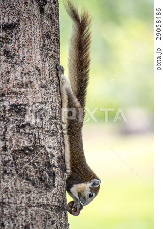 Cute grey squirrel eating in the park Cute grey squirrel eating in the park 29058486