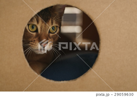 young abyssinian cat inside cardboard house from 29059630