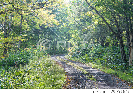 森の中の道 / 北海道の風景 29059677