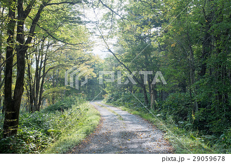 森の中の道 / 北海道の風景の写真素材 [29059678] - PIXTA