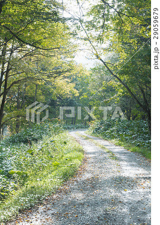 森の中の道 / 北海道の風景の写真素材 [29059679] - PIXTA