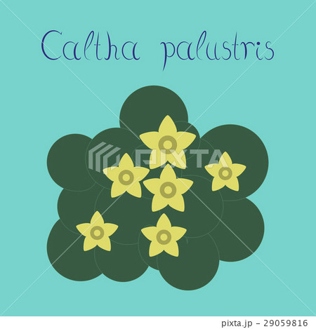 flat illustration stylish background plant Caltha flat illustration stylish background plant Caltha 29059816