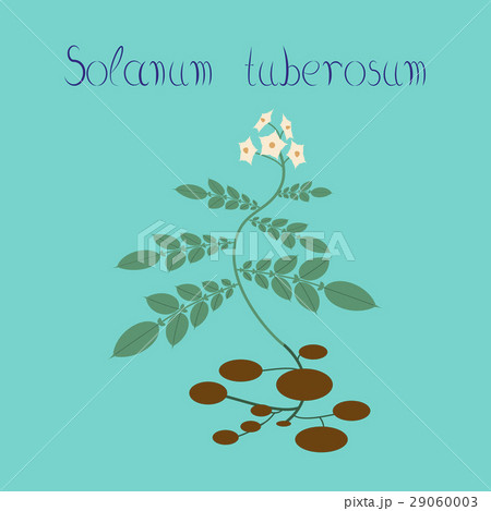 flat illustration on background plant Solanum flat illustration on background plant Solanum 29060003