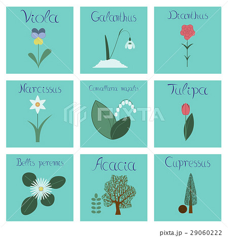 assembly flat Illustrations nature Convallaria assembly flat Illustrations nature Convallaria 29060222