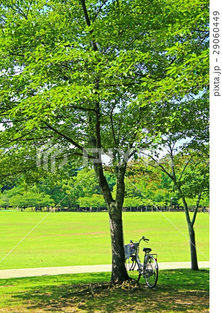 新緑 木陰 新緑 木陰 29060449