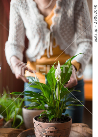 Woman looks after an indoor flower spathiphyllum 29062040