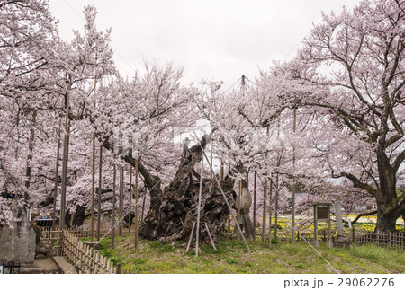 山高神代桜 日本最古の桜 日本三大桜 山梨の桜の名所 山高神代桜 日本最古の桜 日本三大桜 山梨の桜の名所 29062276