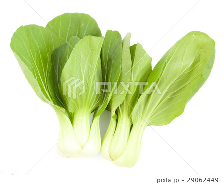 Baby Pak Choy on white 29062449