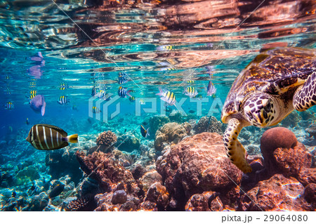 Hawksbill Turtle - Eretmochelys imbricata Hawksbill Turtle - Eretmochelys imbricata 29064080