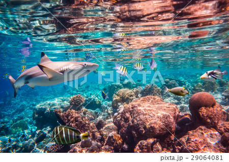 Tropical Coral Reef. Tropical Coral Reef. 29064081